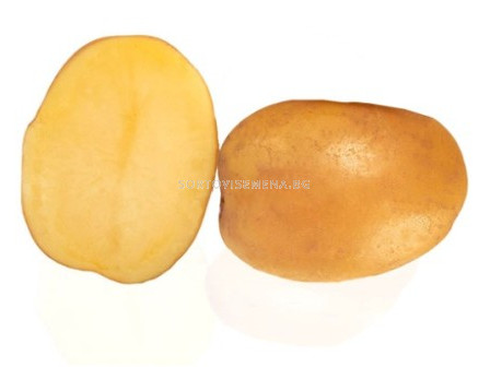 картофи Десибел (Маестро) - 5 кг