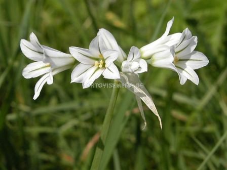 Декоративен Лук (Allium) Triquetrum
