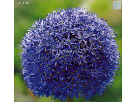 Декоративен лук (Allium Globemaster)