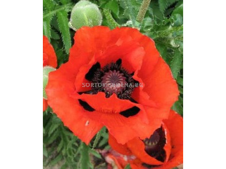 Декоративен мак червен - Decorative poppy red