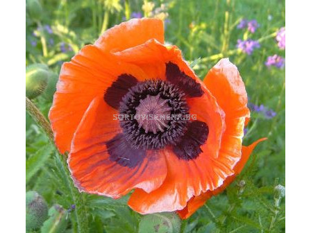 Декоративен мак оранжев - Decorative poppy orange