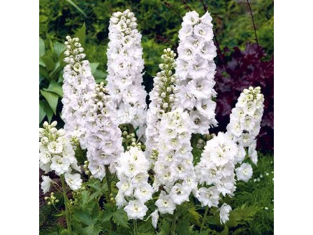 Делфиниум (Ралица) Бял - Delphinium White