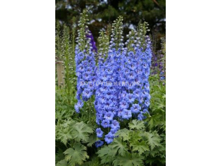 Делфиниум (Ралица) Син - Delphinium Blue