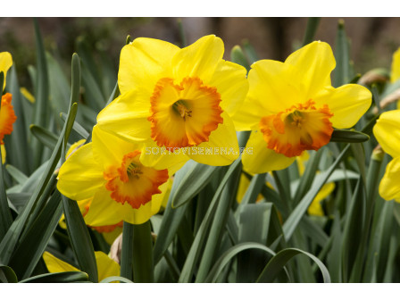 Нарцис/ Narcissi large-cupped 'Delibes' - 1 бр.