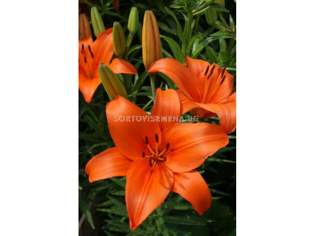 Лилиум  /Lilium asiatic 'Brunello' / 1 бр