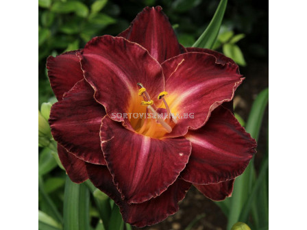 Хемерокалис /HEMEROCALLIS BURGUNDY LOVE/ 1 бр