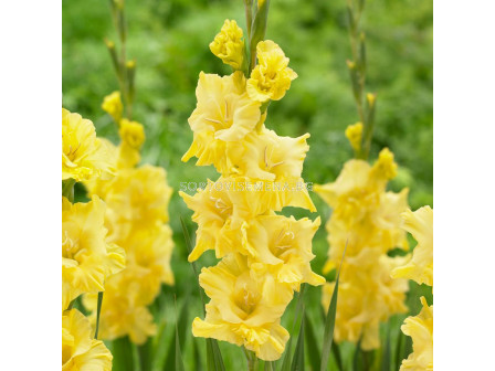 Гладиол /Gladiolus 'Strong Gold'/ 1 бр