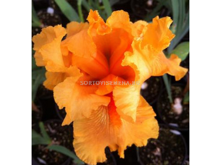 Ирис /iris germanica orange/ 1 бр