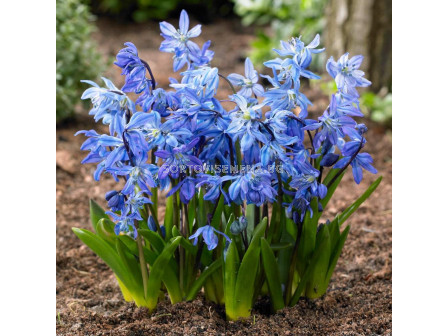 Синчец /Scilla Siberica/ 1 бр