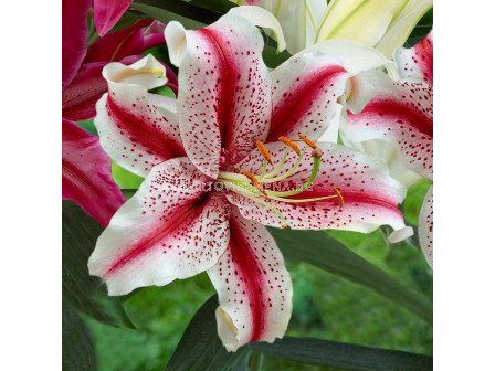 Лилиум ориенталски бял с червени точки - Lilium oriental  white, red spot 14/16 