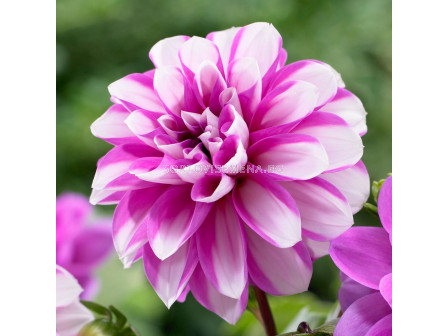 Далия розово-бяла / Dahlia Priceless Pink / 1 коренище