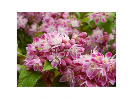 Дойция (Deutzia Hybrida Strawberry Fields)-розова