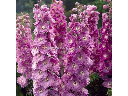 Делфиниум (Ралица) Розов - Delphinium Pink