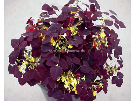 Оксалис /Oxalis rubra/ 