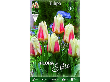 Лале/ Tulipa greigii Diablo - 1 бр.