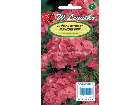 Топ карамфил Newport Pink salmon - кичест, розов - Dianthus barbatus tall Newport Pink salmon-pink, single (0.50g) - Legutko