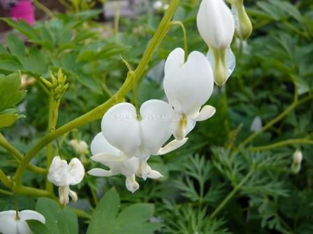 Дамско сърце / Dicentra Spectabilis Alba / 1 бр