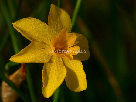 Нарцис/ Narcissus Diego