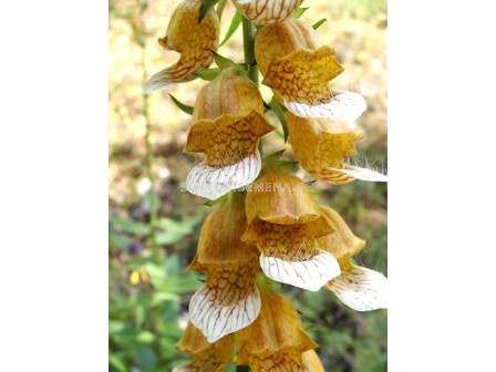 Напръстник - Digitalis Laevigata-1 бр