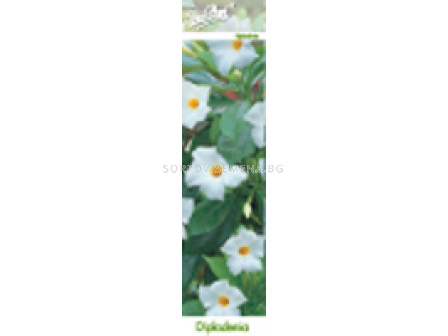 дипладения Бяла - dipladenia White