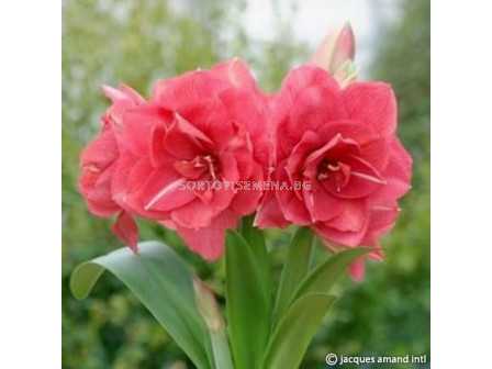 Амарилис Дива/  Amaryllis Diva - 1 бр