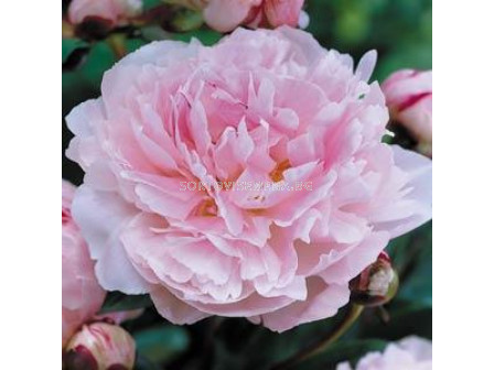 Божур - Paeonia Taff - 1бр			