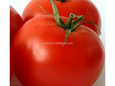 Сорт домати  AX 35-172 F1. Аграра ООД. Сортови семена Дар