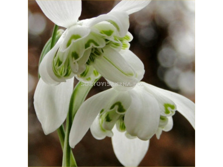 Кокиче /Galanthus nivalis 'Hippolyta''/ 1 бр