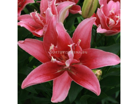 Лилиум (азиатски)/ ASIATIC LILIUM Double lady - 1 бр.