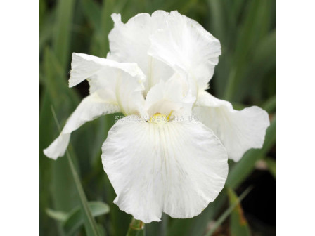 Ирис /iris germanica white/ 1 бр