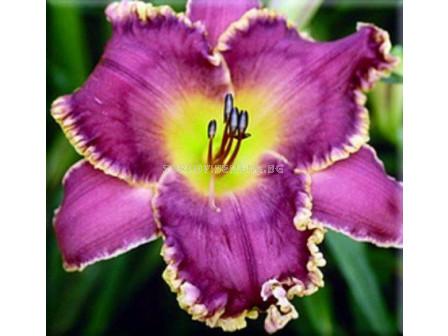 Хемерокалис Лице на звездите / Hemerocallis Face of the stars / 1 бр