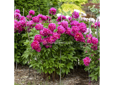 Божур /Paeonia Karl Rosenfield / 1 корен