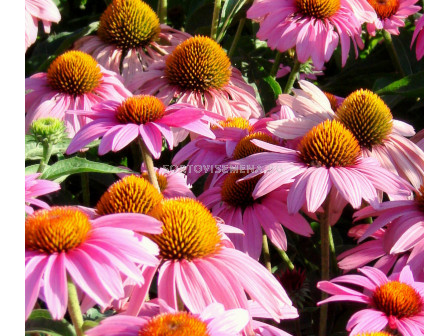 Ехинацея розова / Echinacea Pink / 1 бр				