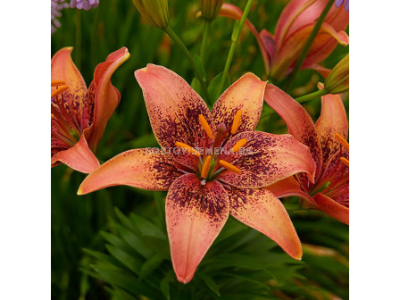 Лилиум  /Lilium asiatic 'Whistler'/ 1 бр