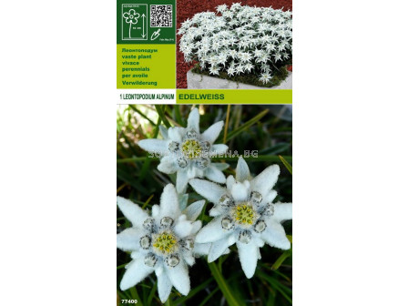 Еделвайс (Leontopodium alpinum)