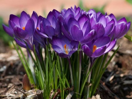 Едроцветен минзухар (Crocus) Flower Record