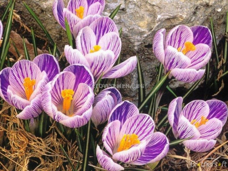 Едроцветен минзухар (Crocus) King of the Striped