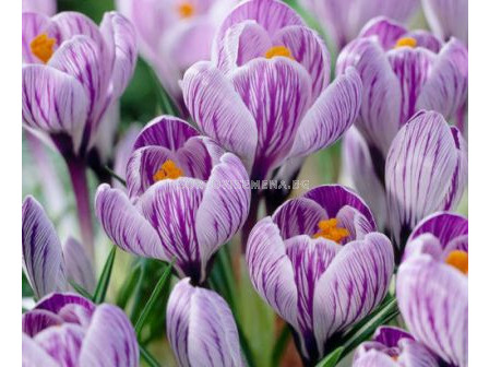 Едроцветен минзухар (Crocus) Pickwick