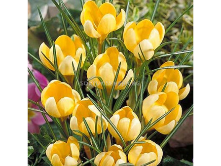 Едроцветен минзухар (Crocus) Golden Yellow