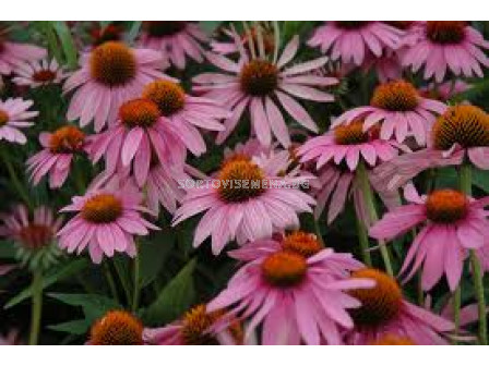 Ехинацея (Echinacea purpurea)