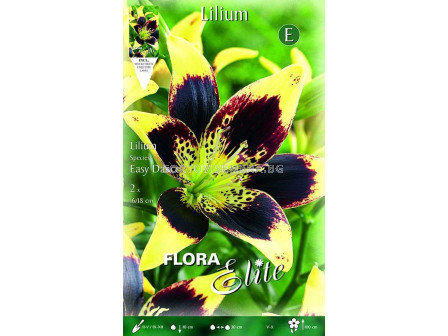 Лилиум /Flora Elite Lilium species Easy Dance/ 2 оп 2 бр