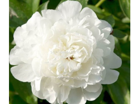 Божур/ LACTIFLORA PAEONIA Elsa Sass - 1 бр.