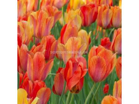 Лале/ Tulip single late El Nino - 1 бр.
