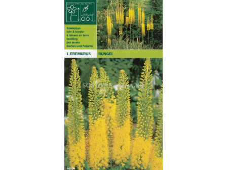 Еремурус жълт (Eremurus bungei)