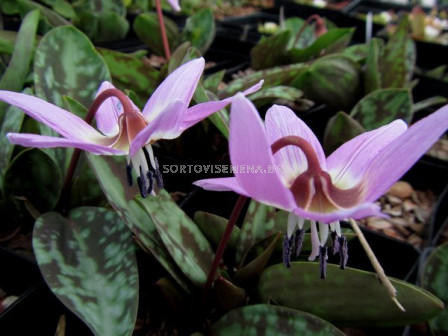 Еритрониум / Erythronium Purple King/ 1 бр