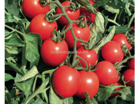 Семена чери домат Мараска ESASEM - 1 000 семена