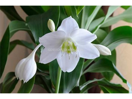 Еухарис амазония (Eucharis amazonica)