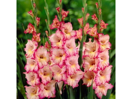 Гладиол /Gladiolus  'Dolce Vita' /1 бр