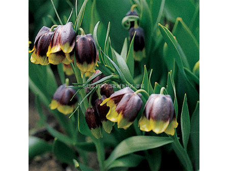 Фритилария /Fritillaria michailovskyi'/ 1 бр