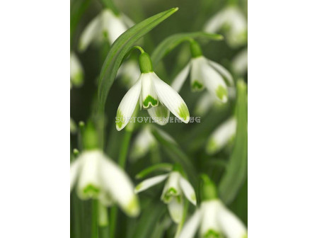 Кокиче /Galanthus 'S. Arnott'/ 1 бр